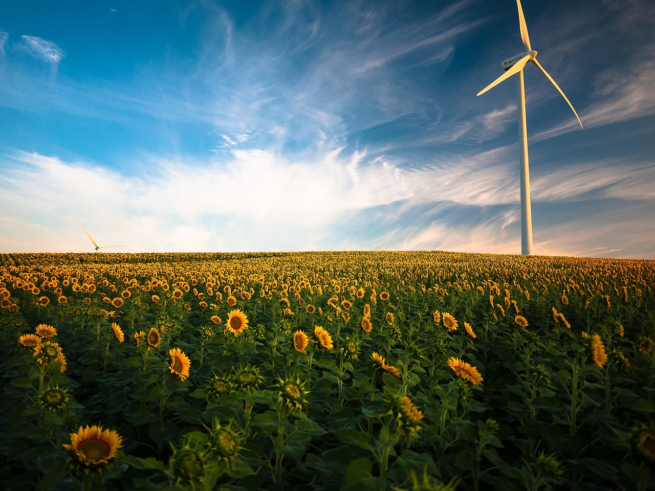 sunflower field Kansas